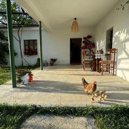 Guesthouse Vitoria - Mrizi I Zanave Fishte Exterior photo